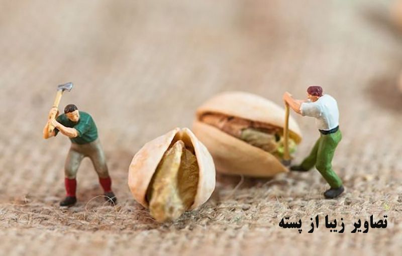 عکس های زیبا و جذاب از پسته عکس های زیبا و جذاب از پسته