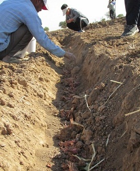 عملیات کاشت پیاز زعفران
