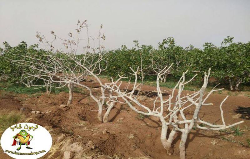 علت خشکیدگی درختان پسته در فصل بهار