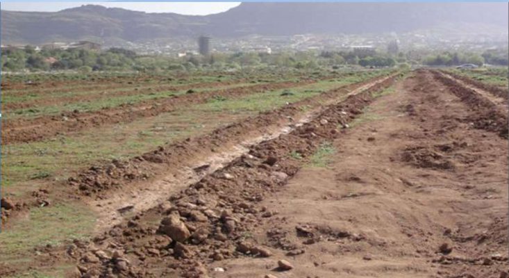 فاصله کشت نهال پسته در باغ